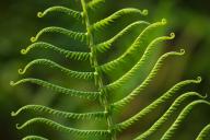 Abstract;Abstractions;Botanical;Botanicals;botany;Everglades-National-Park;Fern;