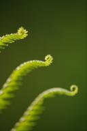 Abstract;Abstractions;Botanical;Botanicals;botany;Everglades-National-Park;Fern;