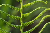 Abstract;Abstractions;Botanical;Botanicals;botany;Everglades-National-Park;Fern;