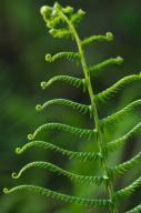 Abstract;Abstractions;botanical;botanicals;botany;Everglades-National-Park;Fern;