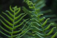 Abstract;Abstractions;Botanical;Botanicals;botany;Everglades-National-Park;Fern;
