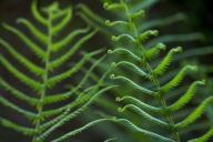 Abstract;Abstractions;Botanical;Botanicals;botany;Everglades-National-Park;Fern;
