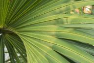 Botanical;Botanicals;botany;Everglades-National-Park;flora;Florida;Green;greener