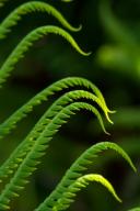 Abstract;Abstractions;Botanical;Botanicals;botany;Everglades-National-Park;Fern;