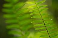 Abstract;Abstractions;Botanical;Botanicals;botany;Everglades-National-Park;Fern;