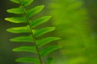 Abstract;Abstractions;Botanical;Botanicals;botany;Everglades-National-Park;Fern;