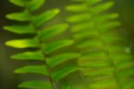 Abstract;Abstractions;Botanical;Botanicals;botany;Everglades-National-Park;Fern;