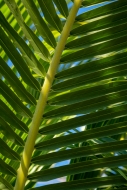 Abstract;Abstraction;Botanical;Botanicals;Calm;Close-up;Everglades-National-Park