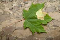 Plant;Trunk;Bark;Leafy;Branches;Branch;Woodland;Herbaceous;Shrub;Bush;Trees;Tree