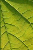 Abstract;Abstractions;Foliage;Green;Leaf;Leafy;Leaves;Patterns;Shapes;Textures;V