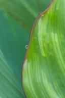 Abstract;Abstractions;botanical;botanicals;botany;Damp;Dew;Dewy;Drop;Droplet;flo