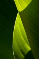 Abstract;Abstractions;botanical;botanicals;botany;flora;Green;greenery;herb;herb