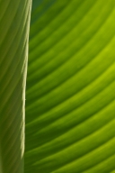 Abstract;Abstractions;botanical;botanicals;botany;flora;Green;greenery;herb;herb