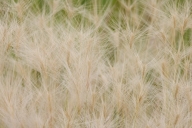 Abstract;Abstractions;botanical;botanicals;botany;Canton;Emiquon-Preserve;flora;