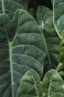 botanical;plant;plants;botanicals;botany;vegetation;greenery;flora;herbage;herb;