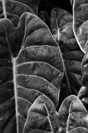 botanical;plant;plants;botanicals;botany;vegetation;greenery;flora;herbage;herb;