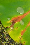 Abstract;Abstractions;botanical;botanicals;botany;Damp;Dew;Dewy;Drop;Droplet;flo