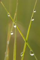 Abstract;Abstractions;botanical;botanicals;botany;Brown;damp;Dew;dewy;drop;dropl