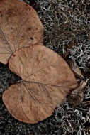 Wabi-Sabi;Gray;Leafy;Tennessee;Plant;Leaves;Lichen;Brown;Henry-Horton-State-Park