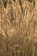 Botanical;Botanicals;botany;Break-of-Day;Brown;damp;Dawn;Daybreak;Dew;dewy;drop;