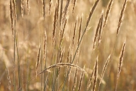 Botanical;Botanicals;botany;Break-of-Day;Brown;damp;Dawn;Daybreak;Dew;dewy;drop;