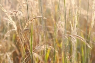 Botanical;Botanicals;botany;Break-of-Day;Brown;damp;Dawn;Daybreak;Dew;dewy;drop;