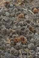 Abstract;Abstractions;Bark;Botanical;Botanicals;botany;Branch;Branches;Bush;deca