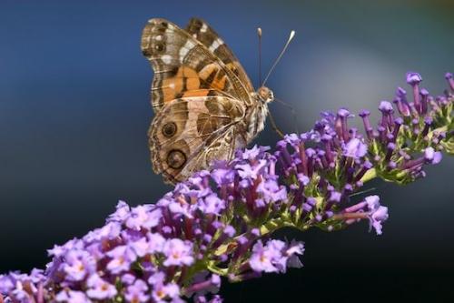 American Lady Butterfly;Lavender;Orange;Petals;Flowers;Butterflies;Brown;Flower;Green;buds;Insect;Blossom;Flowering;Petal;Insects;Flora;floral;Butterfly;Bloom