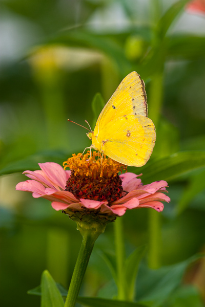 Animals;Bloom;Blossom;Blossoms;Botanical;Brown;Bud;Butterfly;Calm;Close-up;Concepts;Cool Colors;Cool Palette;Cool Tones;Flora;Floral;Flower;Floweret;Flowering;Flowers;Gold;Green;Greens;Healing;Health care;Healthcare;Insect;Macro;Nature;Oneness;Pastoral;Petal;Petals;Pink;Pistil;Plant;Stamen;Stem;Sunlight;Sunshine;Warm Colors;Warm Palette;Warm Tones;bloom;color;flora;floral;flower;peaceful;plants;restful;serene;soothing;stems;sunlit;tranquil;yellow;zen