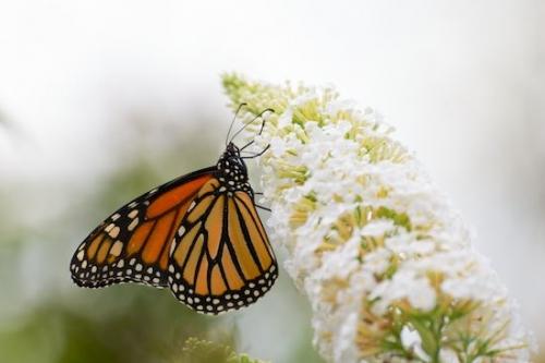 Monarch Butterfly;Orange;White;Green;flower;butterfly