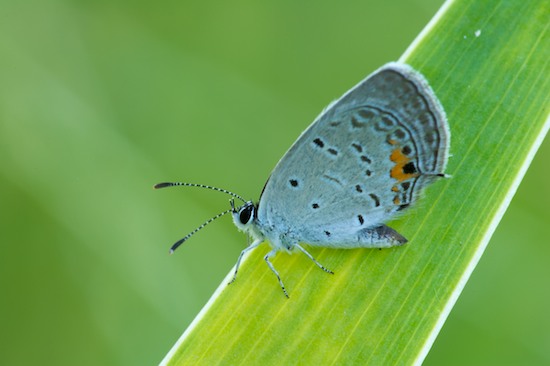 Blue;Butterflies;Butterfly;Green;Insect;Insects;Lepidoptera