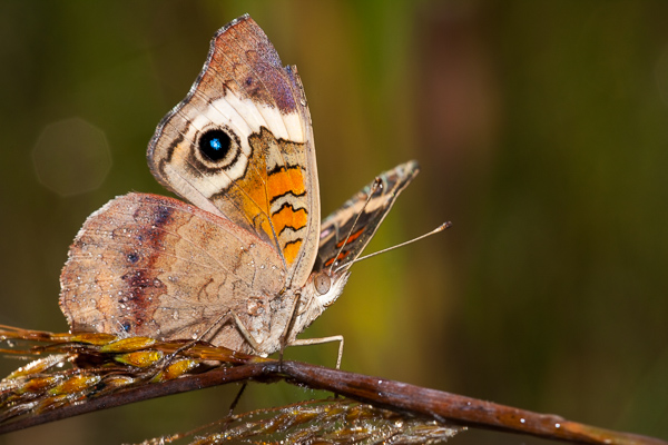 Abstract;Animals;Bead;Blue;Brown;Butterfly;Calm;Concepts;Cool Colors;Cool Palette;Cool Tones;Details;Dew;Dewey;Droplets;Drops;Entymology;Green;Greens;Healing;Health care;Healthcare;Insect;Insects;Lepidoptera;Macro;Nature;Oneness;Pastoral;Purple;Scales;Stock categories;Sunlight;Sunshine;Violet;Water;Water Drops;Wedding;Wildlife;Wings;Yellow;bug;butterflies;color;dew drops;dewdrop;dewy;drop;droplet;insect;moisture;morn;morning;peaceful;reflections;restful;serene;soothing;sunlit;tranquil;winged
