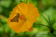 Animals;Bloom;Blossom;Blossoms;Botanical;Bud;Butterfly;Calm;Close-up;Cosmos;Cosm