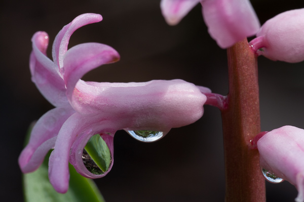 Bloom;Blossom;Blossoms;Botanical;Calm;Close-up;Dew;Droplets;Drops;Floral;Floret;Floweret;Flowering;Flowers;Flowers & Plants;Healing;Health care;Healthcare;Macro;Mirror;Nature;Pastoral;Petal;Petals;Pink;Pistel;Plant;Stamen;Sunlight;Sunshine;Water;Water Drops;bloom;dew drops;dewy;drop;droplet;flora;floral;flower;hyacinth;magenta;moisture;oneness;peaceful;plant;plants;purple;reflection;reflections;restful;serene;soothing;sunlit;tranquil;wet;zen