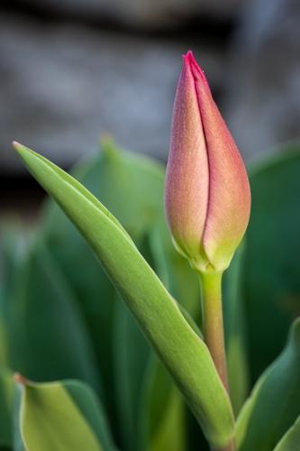 Bloom;Blossom;Blossoms;Botanical;Bud;Calm;Close-up;Floral;Floweret;Flowering;Flowers;Flowers & Plants;Healing;Health care;Healthcare;Macro;Nature;Pastoral;Petal;Petals;Pink;Spring;Springtime;bloom;botanicals;flora;floral;flower;green;greenery;leaves;magenta;oneness;peaceful;plant;plants;red;restful;serene;soothing;tranquil;tulip;zen