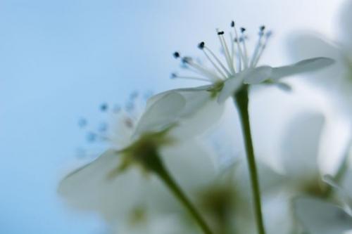 Blossom;Green;Flowering;Flower;Spring;Flowers;White;Petals;Abstract;Petal;Bloom;Stamen
