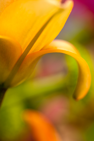 Bloom;Blossom;Blossoms;Close-up;Floweret;Flowering;Flowers;Fruit;Image type;Peach;Petal;Petals;Photo specs;Pistil;Salmon;bloom;flora;floral;flower;green;orange;plants