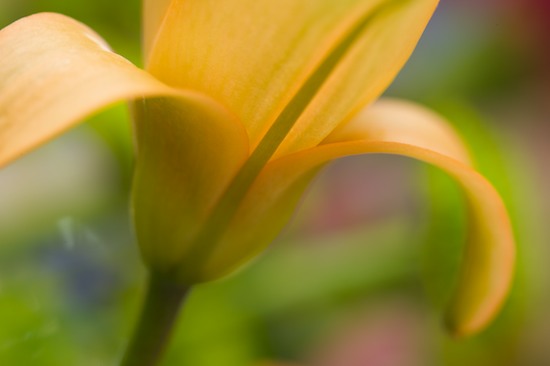 Bloom;Blossom;Flower;Flowering;Flowers;Orange;Peach;Petal;Petals;Pistil;Salmon