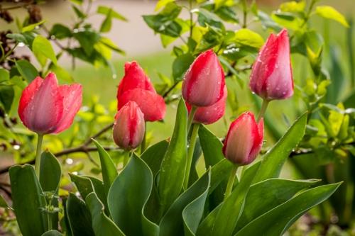 Bloom;Blossom;Blossoms;Botanical;Calm;Close-up;Dew;Droplets;Drops;Floral;Floweret;Flowering;Flowers;Flowers & Plants;Healing;Health care;Healthcare;Macro;Nature;Pastoral;Petal;Pink;Rain;Spring;Springtime;Water;Water Drops;bloom;botanicals;dew drops;dewy;drop;droplet;flora;floral;flower;green;greenery;leaves;magenta;oneness;peaceful;plant;plants;raindrops;red;restful;serene;soothing;tranquil;tulip;vegetation;wet;zen