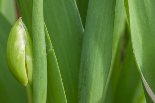 Bloom;Blossom;Botanical;Calm;Close-up;Floral;Flowers;Flowers & Plants;Healing;Health care;Healthcare;Macro;Nature;Pastoral;Spring;Springtime;botanicals;flora;green;greenery;leaves;oneness;peaceful;plant;plants;restful;serene;soothing;tranquil;tulip;zen