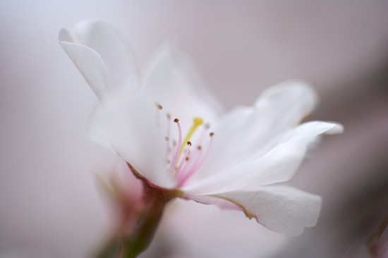 Abstract;Abstractions;Bloom;Blossom;Blossoms;Floret;Flower;Floweret;Flowering;Flowers;Pastel;Patterns;Petal;Petals;Pink;Pistel;Shapes;Spring;Stamen;Textures;White