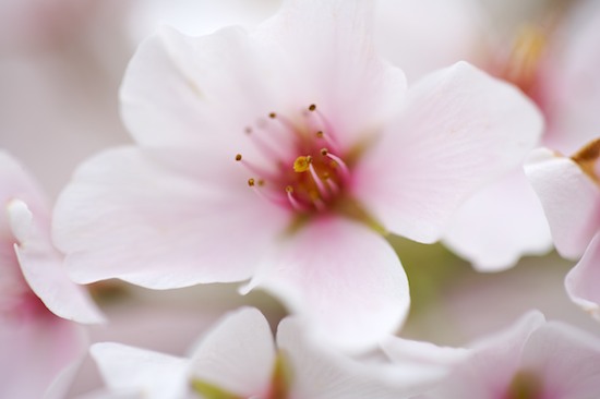 Abstract;Abstractions;Bloom;Blossom;Blossoms;Floret;Flower;Floweret;Flowering;Flowers;Pastel;Patterns;Petal;Petals;Pink;Pistel;Shapes;Spring;Stamen;Textures;White