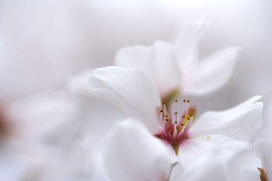 Abstract;Abstractions;Bloom;Blossom;Blossoms;Floret;Flower;Floweret;Flowering;Flowers;Pastel;Patterns;Petal;Petals;Pink;Pistel;Shapes;Spring;Stamen;Textures;White