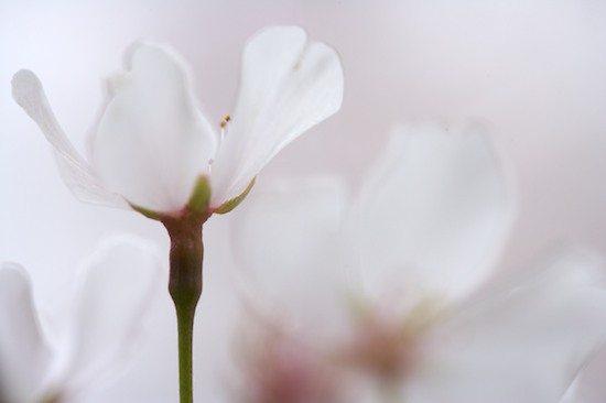 Abstract;Abstractions;Bloom;Blossom;Blossoms;Floret;Flower;Floweret;Flowering;Flowers;Pastel;Patterns;Petal;Petals;Pink;Pistel;Shapes;Spring;Stamen;Textures;White