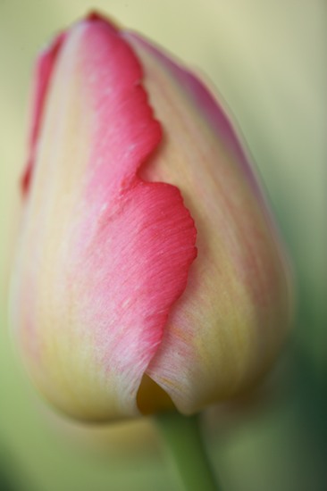 Bloom;Blooming;Blossom;Cream;Flower;Flowering;Green;Petal;Red;tulip