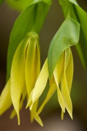 Concepts & Emotions;Dogtooth Violet;Blossoms;Petal;botany;Yellow Trout Lily;Gold;shrub;Peace;Liliaceae;greenery;botanical;Flower;Petals;Floret;TN;Green;Flowers;Spring;Tullahoma;Yellow;Close-up;Blossom;Serenity;botanicals;Pistel;plant;vegetation;Short Springs State Natural Area;Calm;flora;herbage;Bloom;herb;Flowering;Erythronium americanum;plants;Tennessee;Stamen;Floweret;Rest