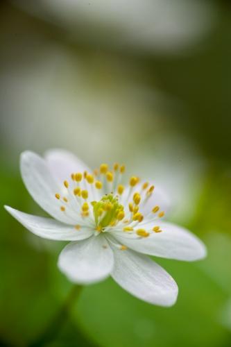 Bloom;Blossom;Blossoms;Couchville Cedar Glade State Natural Area;Floret;Floweret;Flowering;Flowers;Petal;Petals;Pistel;Rue Anemone;Short Springs State Natural Area;Stamen;Tennessee;Thalictrum thalictroides;Tullahoma;United States;White;Yellow;bloom;color;flora;floral;flower;green;plants