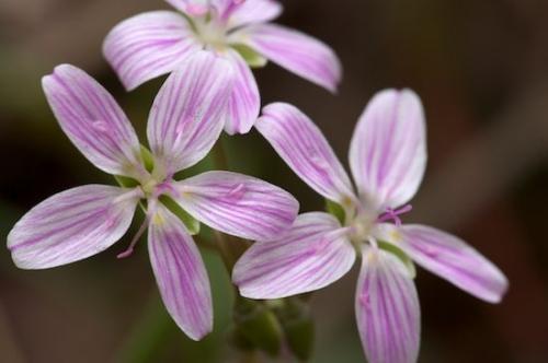 Virginia Spring Beauty;Petal;Bloom;Tennessee;Pistel;Short Springs State Natural Area;Pink;White;Petals;Green;Flowers;Claytonia virginica;Flowering;Blossom;TN;Blossoms;Close-up;Stamen;Portulacaceae;Tullahoma;Flower;Floret;Floweret;Purple
