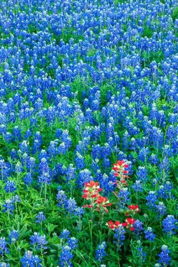 Bloom;Blossom;Blossoms;Blue;Blues;Calm;College Station;Cool Colors;Cool Palette;Cool Tones;Fabaceae;Floret;Floweret;Flowering;Flowers;Gold;Healing;Health care;Healthcare;Lavender;Lupinus texensis;Orange;Periwinkle;Petal;Petals;Pistil;Prairie;Stamen;Texas;Texas Bluebonnet;United States;Warm Colors;Warm Palette;Warm Tones;Yellow;bloom;blue;color;dandelions;field;flora;floral;flower;grass;green;meadow;pasture;peaceful;plants;purple;red;restful;serene;soothing;tranquil;wildflowers;yellow