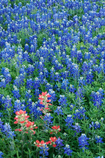 Bloom;Blossom;Blossoms;blue;College Station;dandelions;field;Floret;Flower;Floweret;Flowering;Flowers;gold;grass;green;lavender;meadow;orange;pasture;periwinkle;Petal;Petals;Pistil;prairie;purple;red;Stamen;Texas;Violet;White;wildflowers;yellow